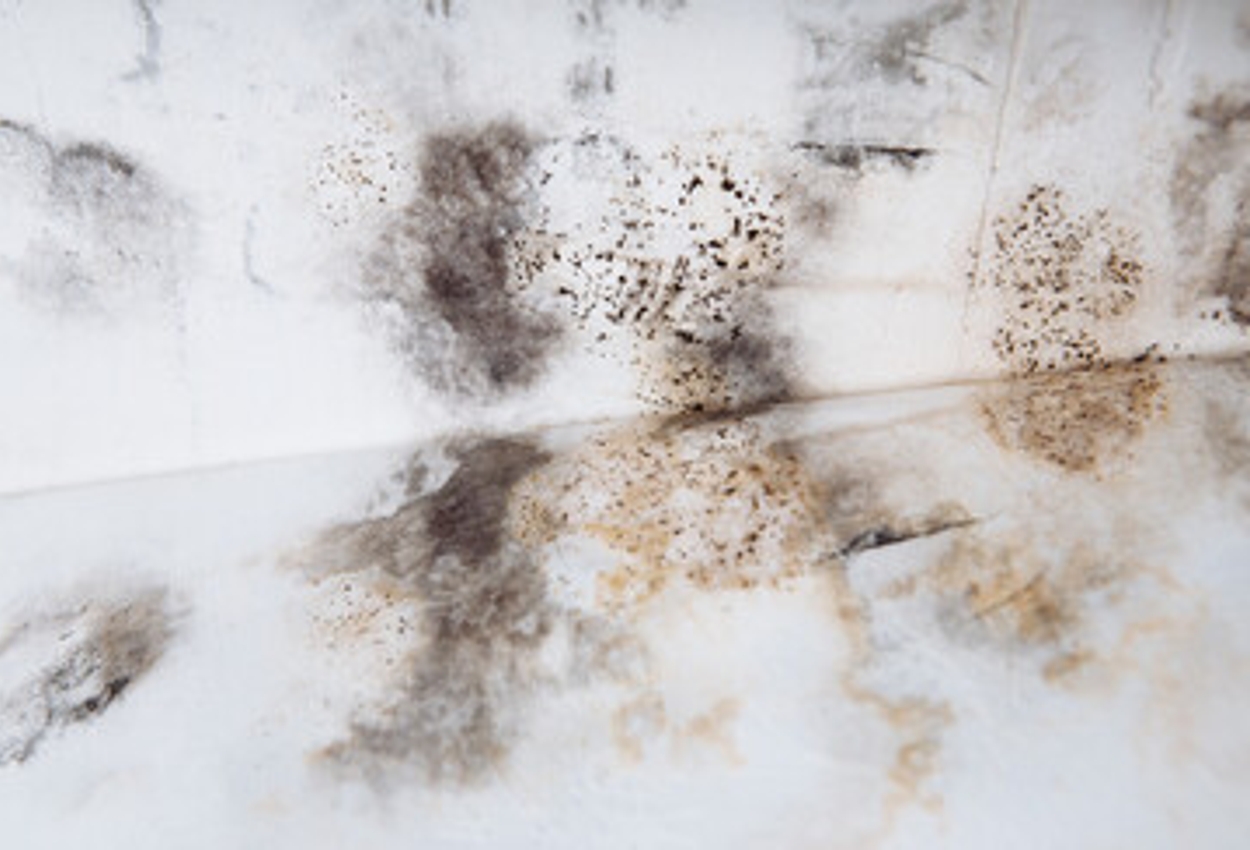 Mold Removal