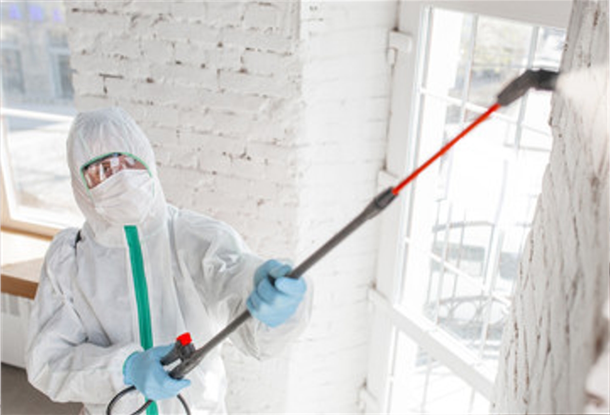 Mold Removal