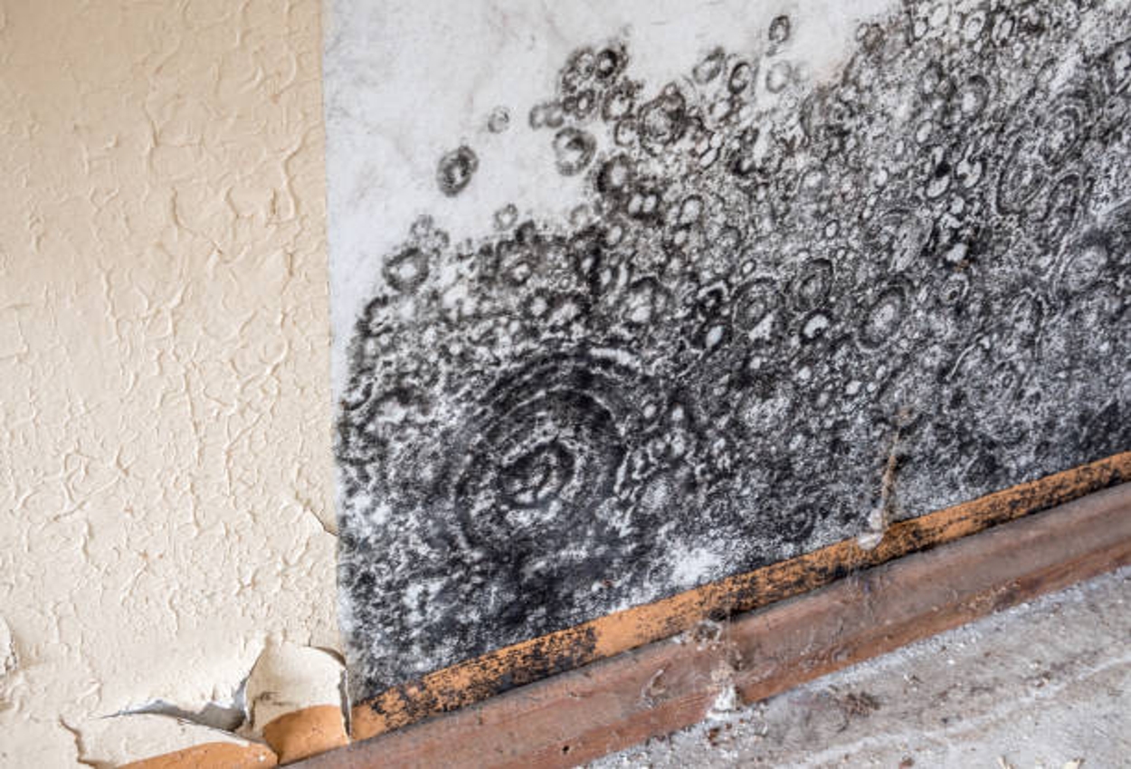 Mold Removal