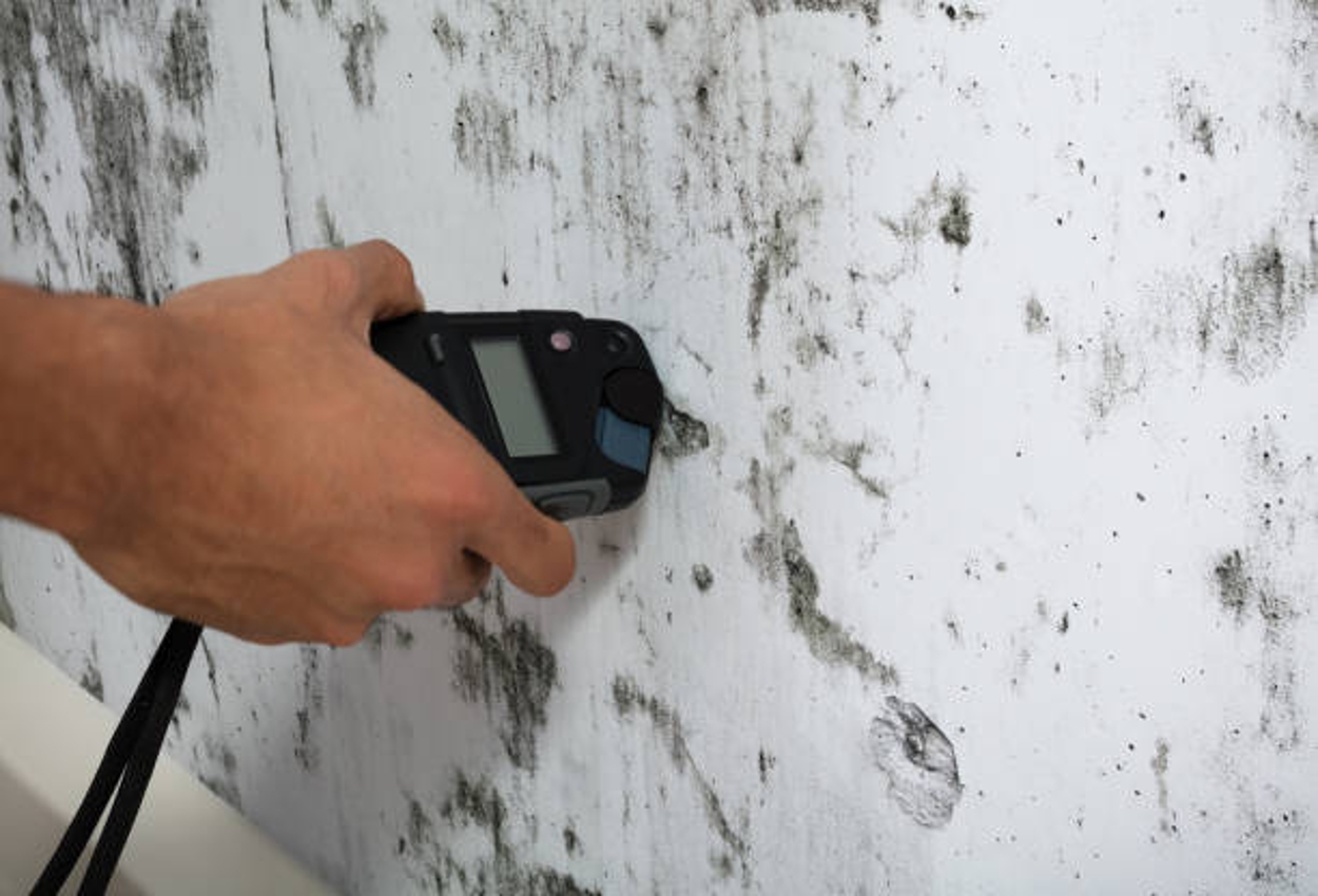 Mold Removal